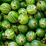 Раскраска крыжовник Раскраска крыжовник
