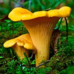 Раскраска лисички Раскраска лисички