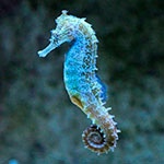 Раскраска морской конек Раскраска морской конек
