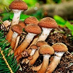Раскраска опята Раскраска опята