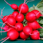 Раскраска редиска Раскраска редиска