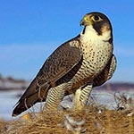 Раскраска сокол Раскраска сокол